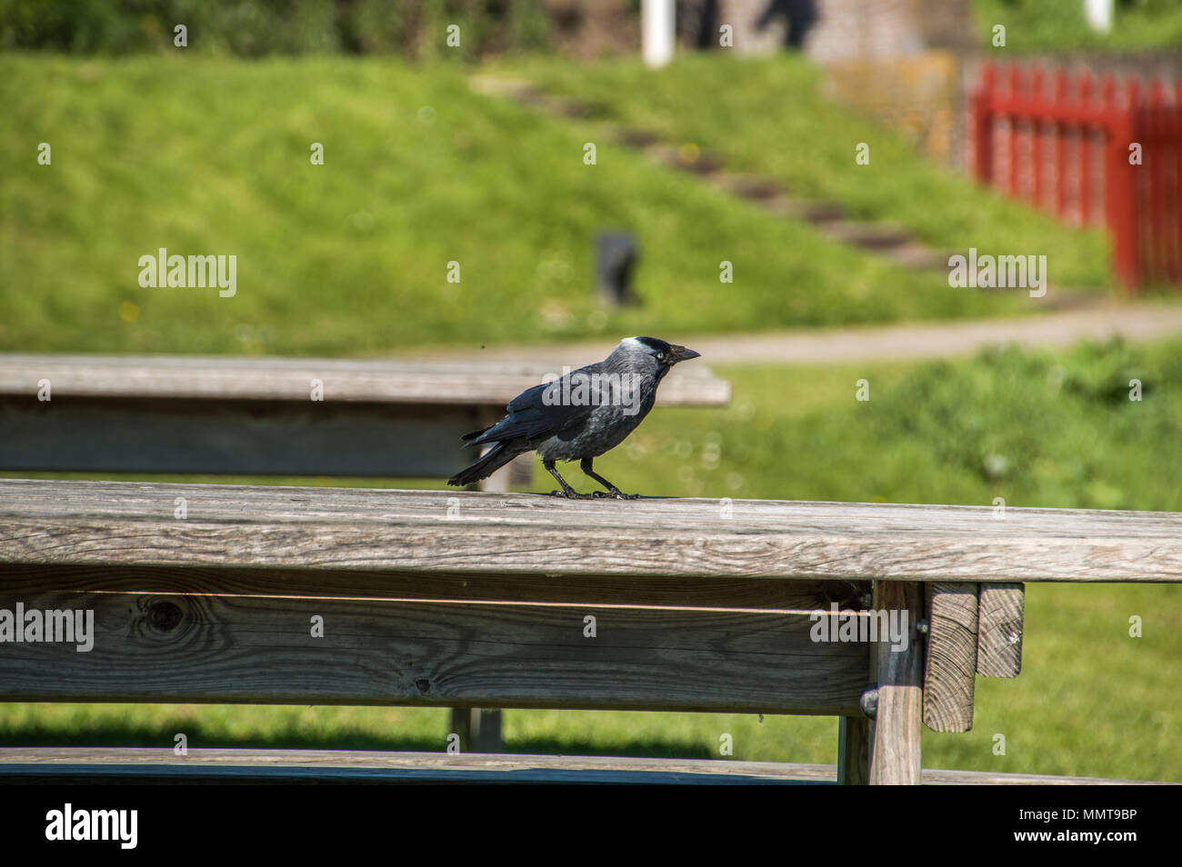 Western Jackdaw On A Picnic Table Stock Photo