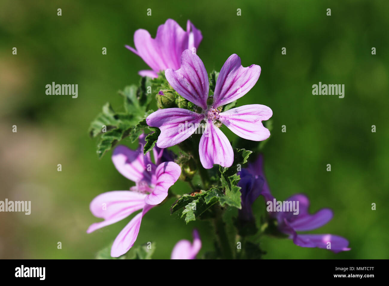A small wild flower near a bike road close to the small lake in Hungary. Stock Photo