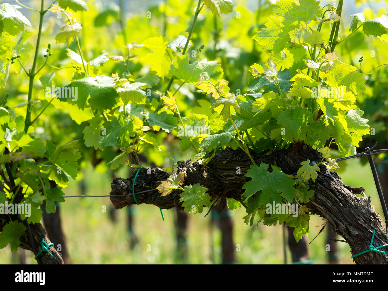 Grapevine in springtime, Hungary Stock Photo