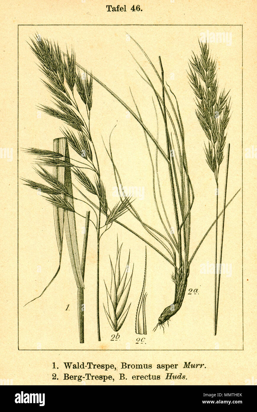 . Tafel aus Deutschlands Flora in Abbildungen (1796) Bromus erectus und Bromus asper  . 1796. Jakob Sturm (1771-1848) Bromus erectus + asper Stock Photo