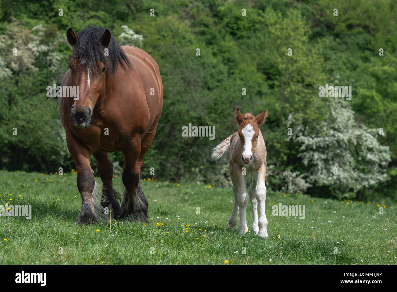 belgian draft horse Stock Photo Alamy
