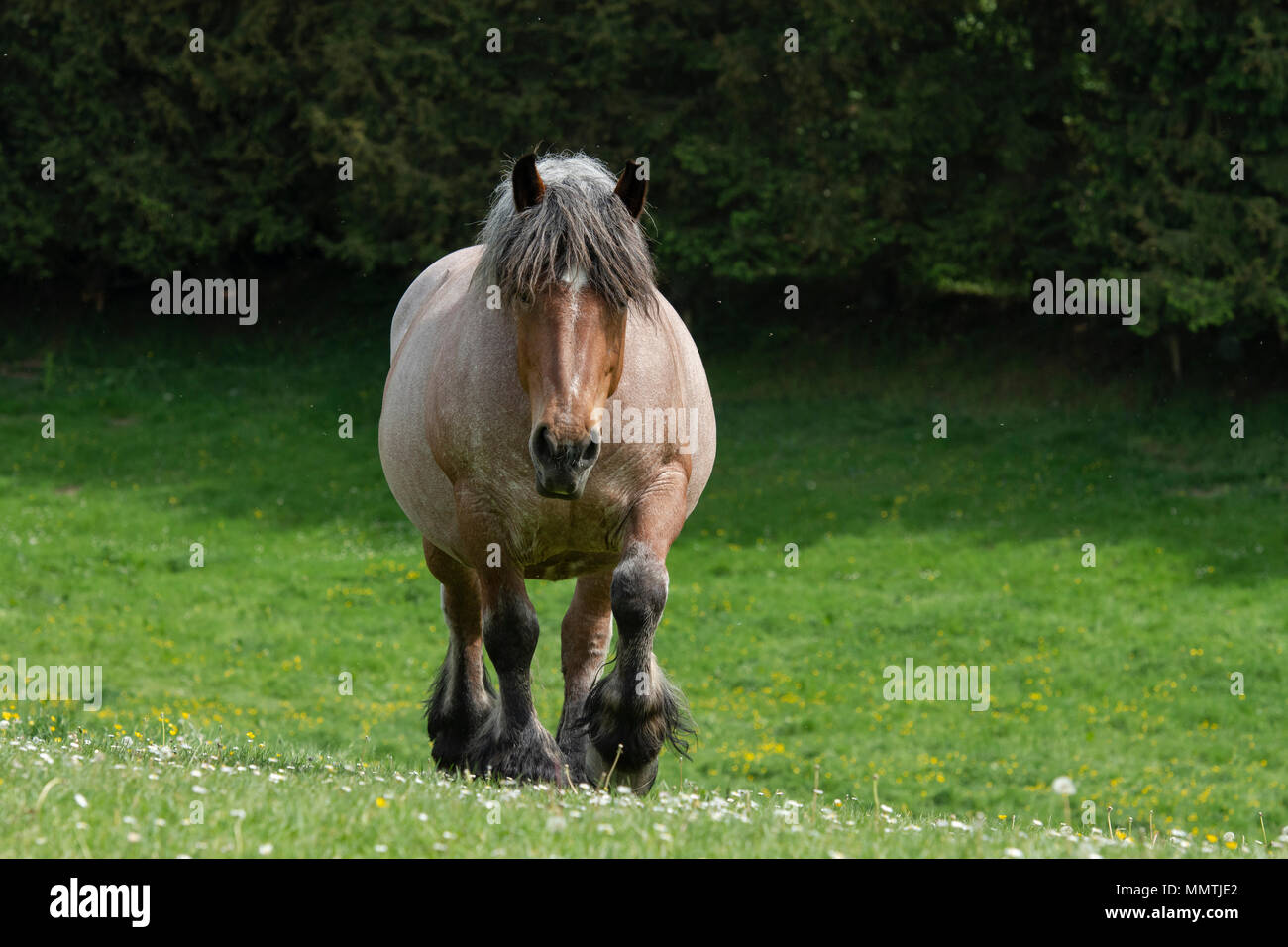 belgian draft horse Stock Photo