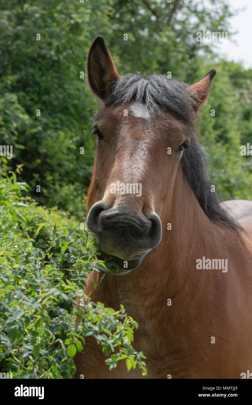 belgian draft horse Stock Photo