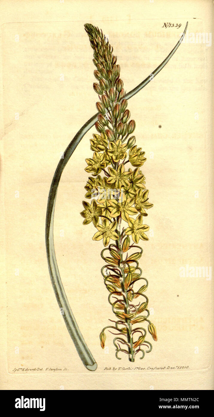 . Bulbine asphodeloides  . 1811. Ker Gawler Bulbine asphodeloides (as Anthericum longiscapum) 33.1339 Stock Photo