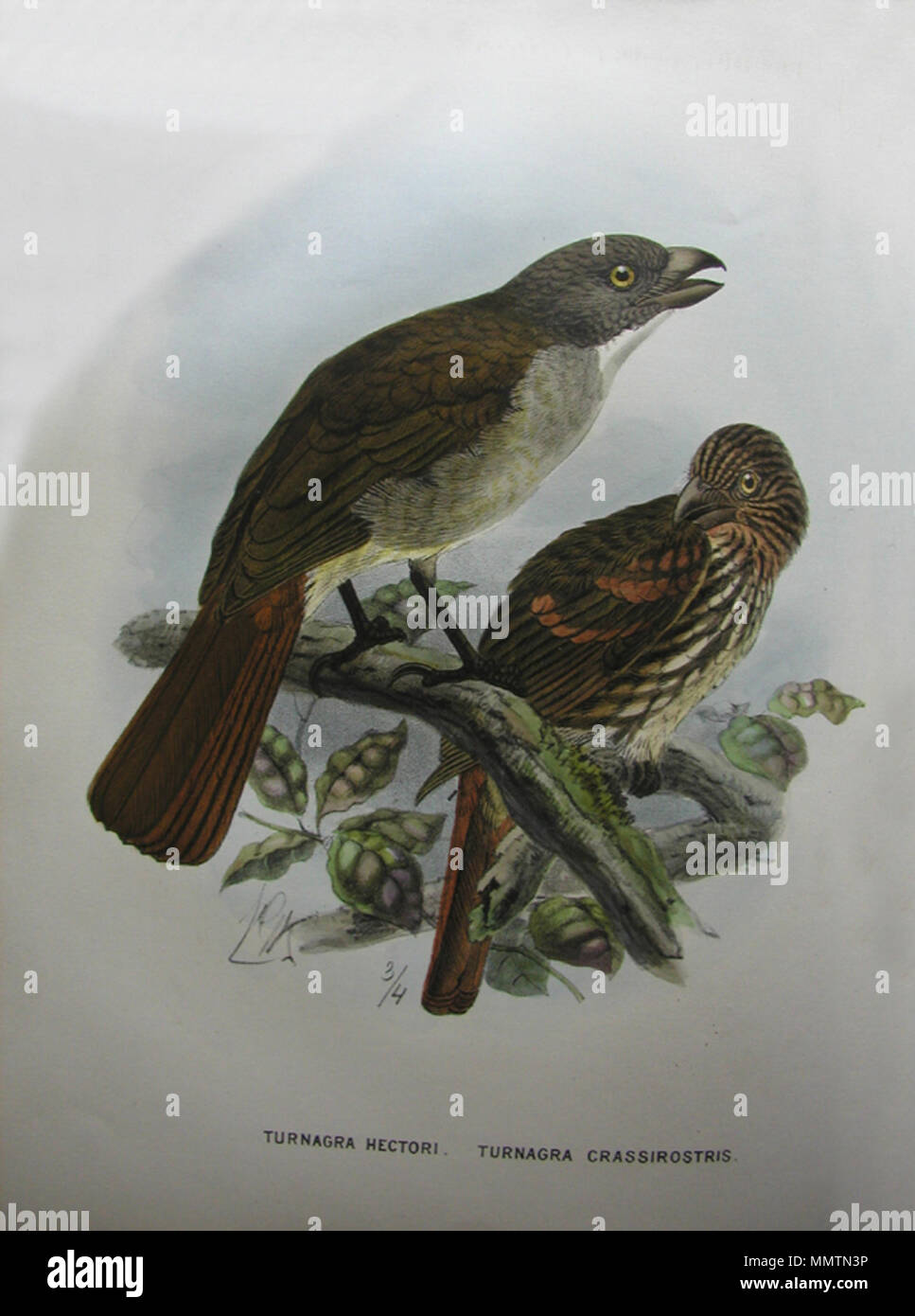 Turnagra hectori hires stock photography and images Alamy