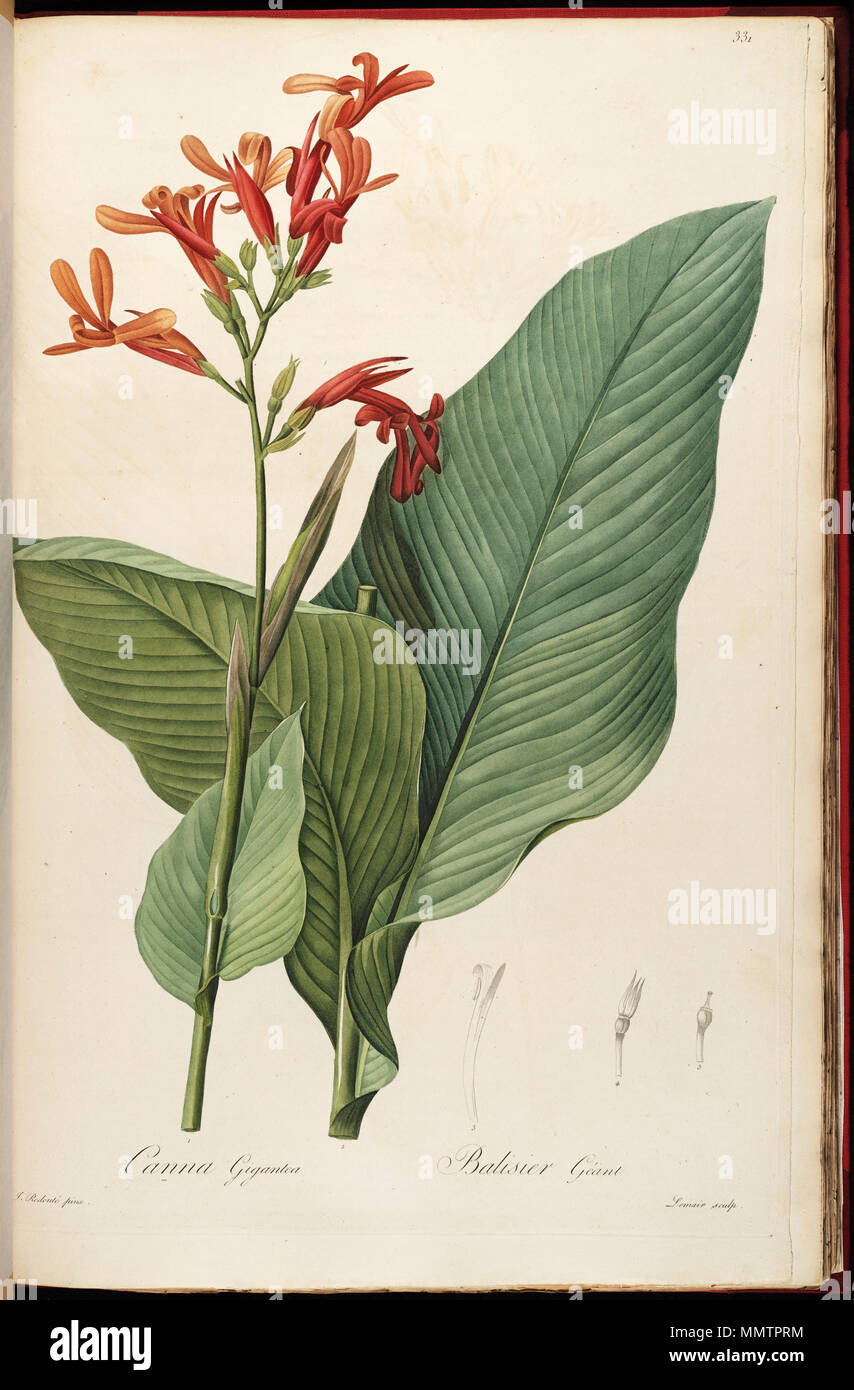. A botanical illustration with the title 'Canna gigantea'. It depicts the species Canna tuerckheimii.  . 1811.   Pierre-Joseph Redouté  (1759–)      Description French botanist, painter, botanical illustrator, printmaker and editor  Date of birth/death 10 July 1759 20 June 1840  Location of birth/death Saint-Hubert, Luxembourg (today Belgium) Paris  Work location France  Authority control  : Q551638 VIAF:?46766391 ISNI:?0000 0001 2096 0525 ULAN:?500005678 LCCN:?n79018443 Botanist:?Redouté WorldCat Canna tuerckheimii (C. gigantea) Liliac. 6. 331. 1811 Stock Photo
