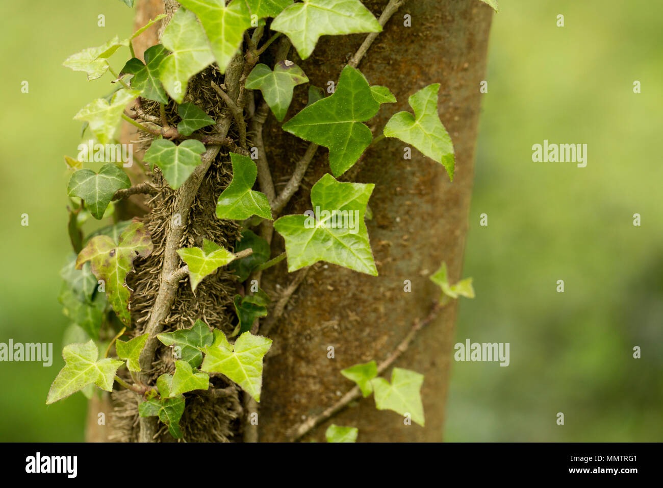 Ivy, Hedera helix, climbing a tree in deciduous woodland North Dorset England UK GB Stock Photo