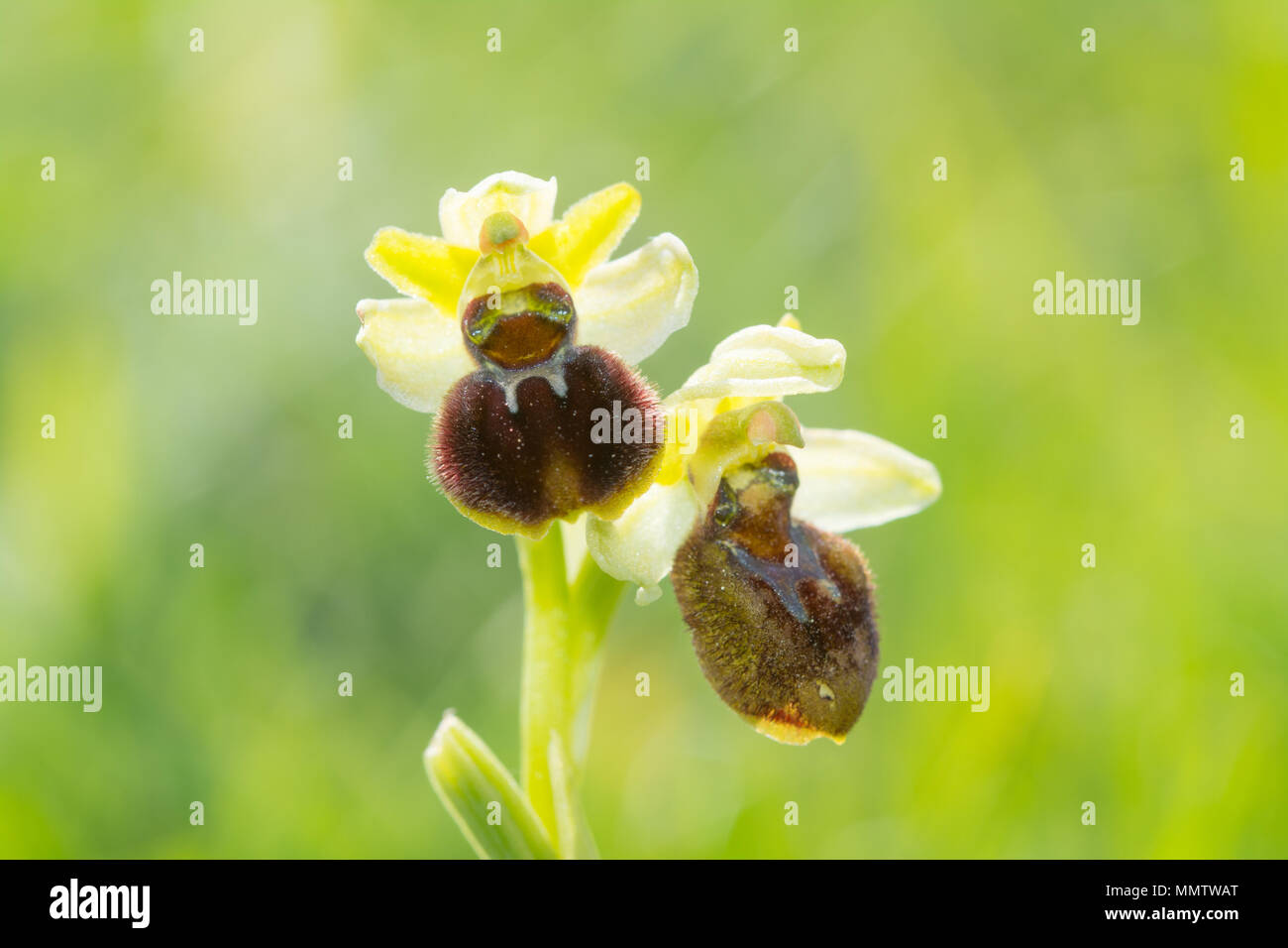 Early spider orchid (Ophrys sphegodes) near the Dorset coast at Durlston Country Park, UK Stock Photo