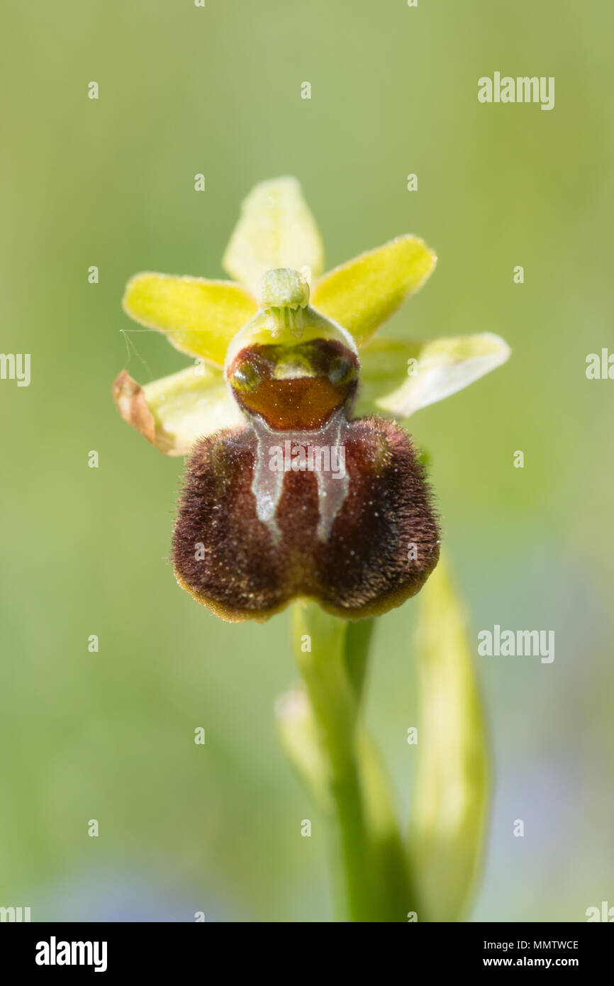 Early spider orchid (Ophrys sphegodes) near the Dorset coast at Durlston Country Park, UK Stock Photo