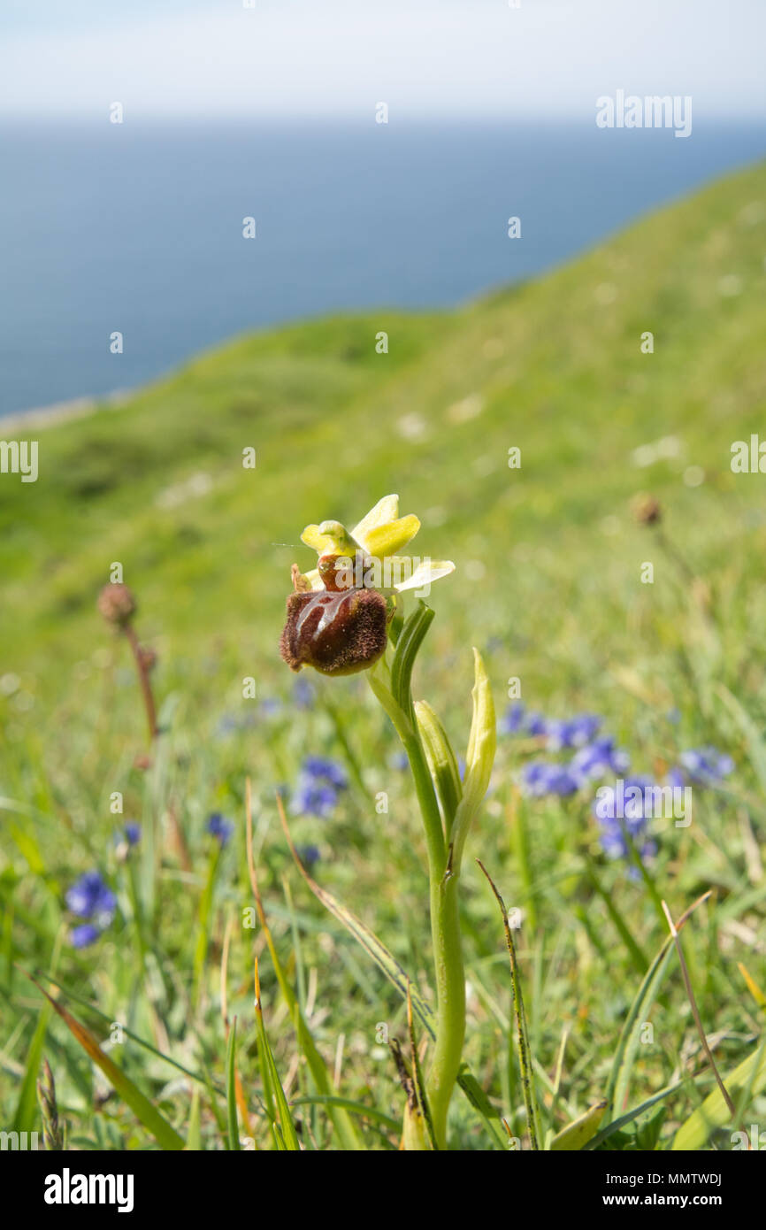 Early spider orchid (Ophrys sphegodes) near the Dorset coast at Durlston Country Park, UK Stock Photo