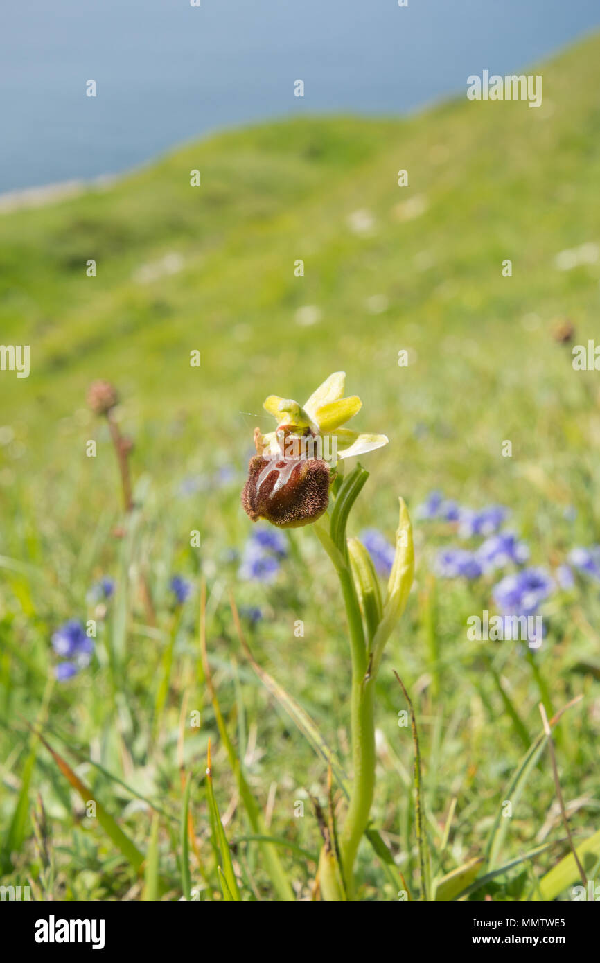 Early spider orchid (Ophrys sphegodes) near the Dorset coast at Durlston Country Park, UK Stock Photo