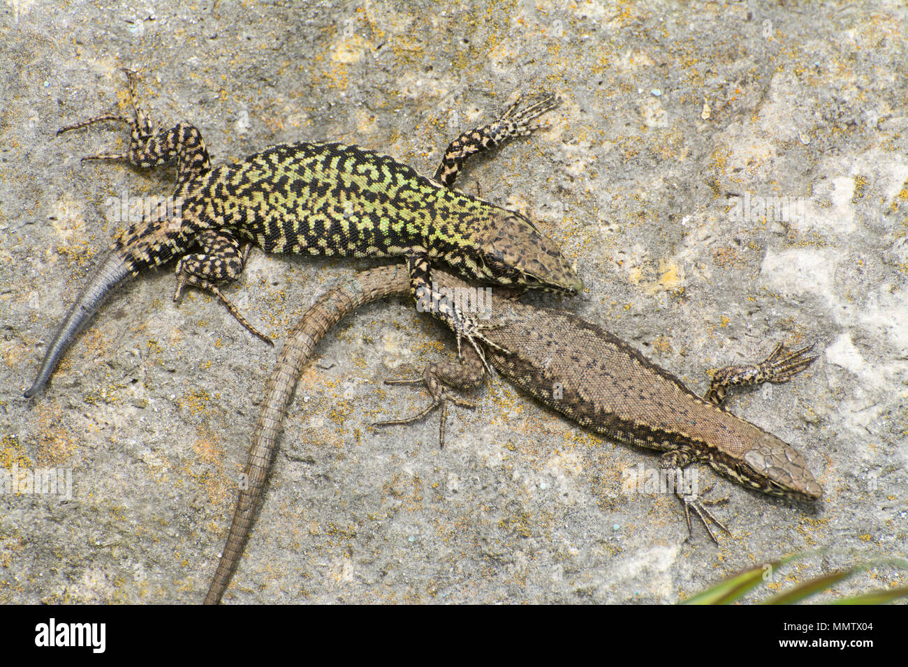 Two wall lizards (Podarcis muralis), an introduced nonnative reptile