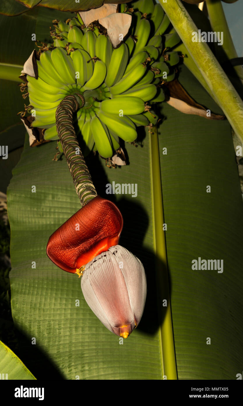 Plantain (Musa paradisiaca) Stock Photo