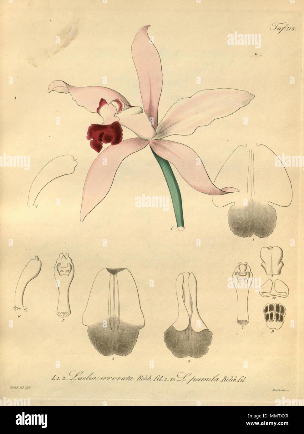 Cattleya × irrorata (as Laelia irrorata) - Cattleya pumila (as Laelia pumila) - Xenia 2 pl 115 Stock Photo