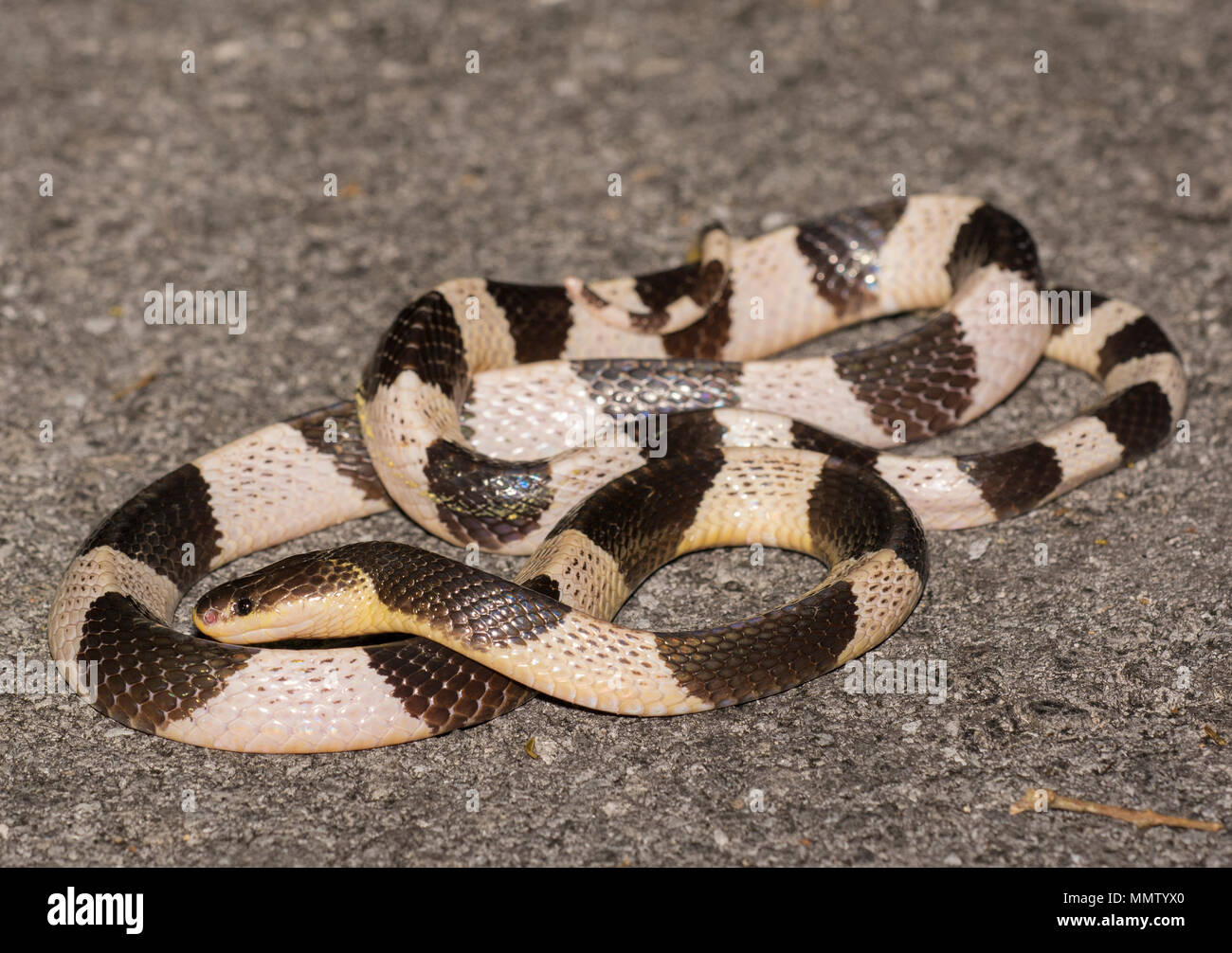 Blue or Malayan Krait (Bungarus candidus) on the road at night Krabi Thailand one of the most venomous snakes in the world. Stock Photo