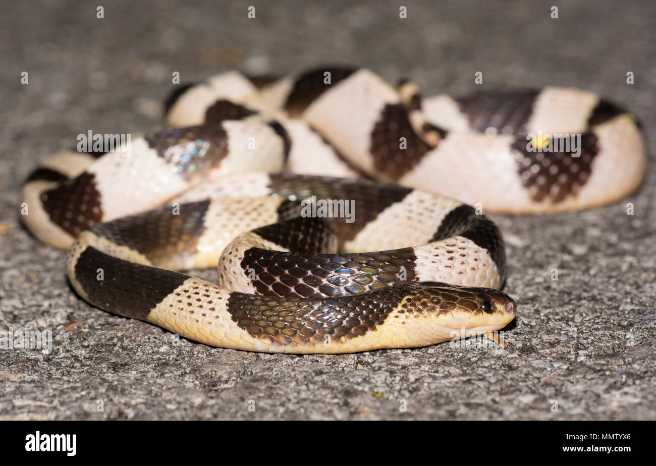 Blue or Malayan Krait (Bungarus candidus) on the road at night Krabi Thailand one of the most venomous snakes in the world. Stock Photo