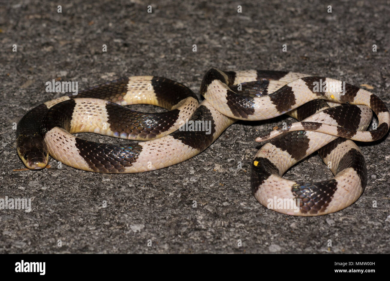 Blue or Malayan Krait (Bungarus candidus) on the road at night Krabi Thailand one of the most venomous snakes in the world. Stock Photo