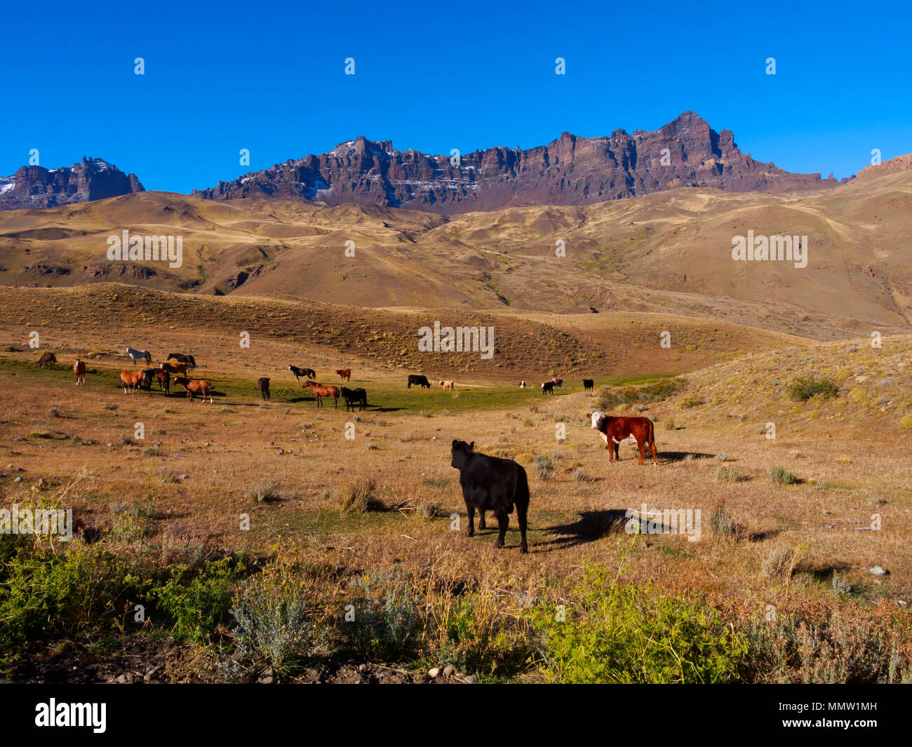 Cattle and horses graze in the valley of Rio Baguales, Patagonia, Chile Stock Photo