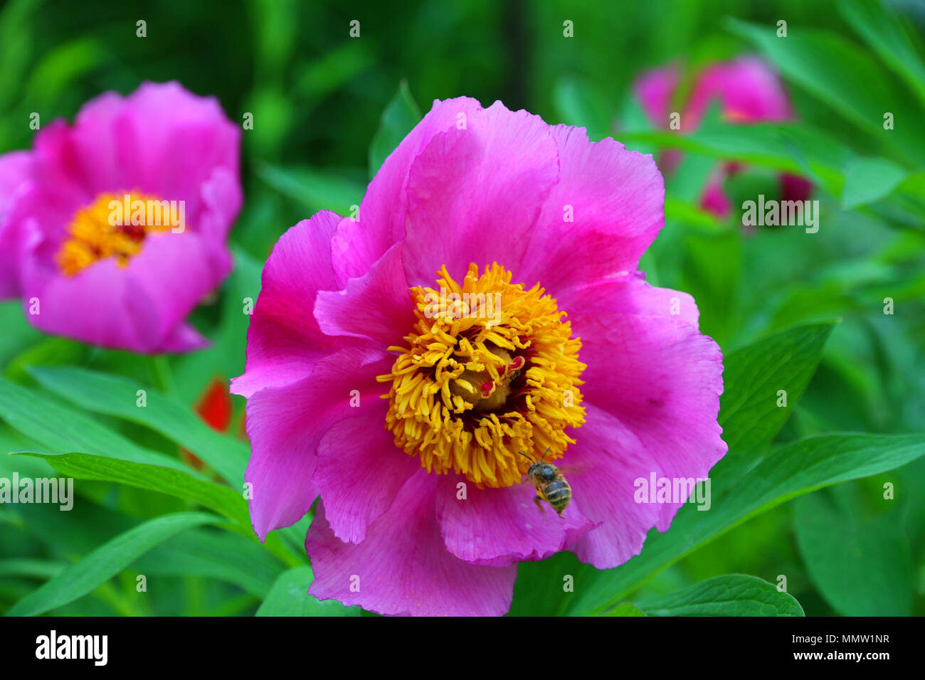 Magneficient, purple flowers with big leaves and yellow pistil Stock
