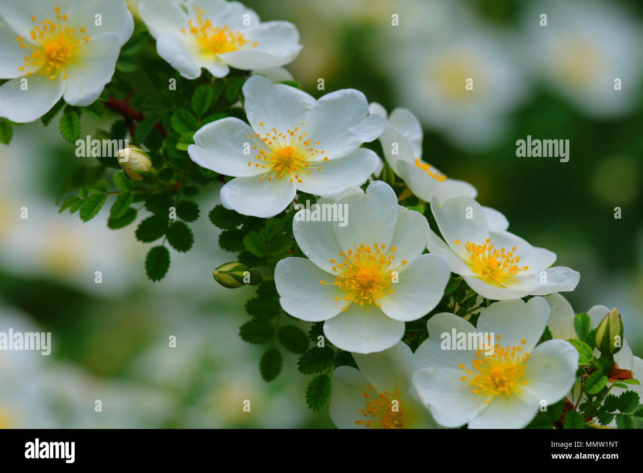 Beautiful white flowers waiting for the bugs on spring time in a botanic garden. Blurry green background Stock Photo