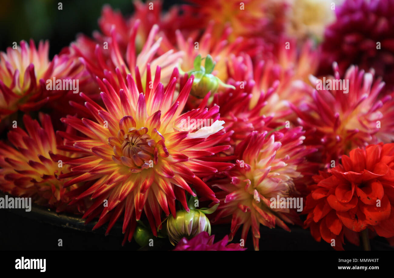 Flower flowers bouquet hi-res stock photography and images - Alamy