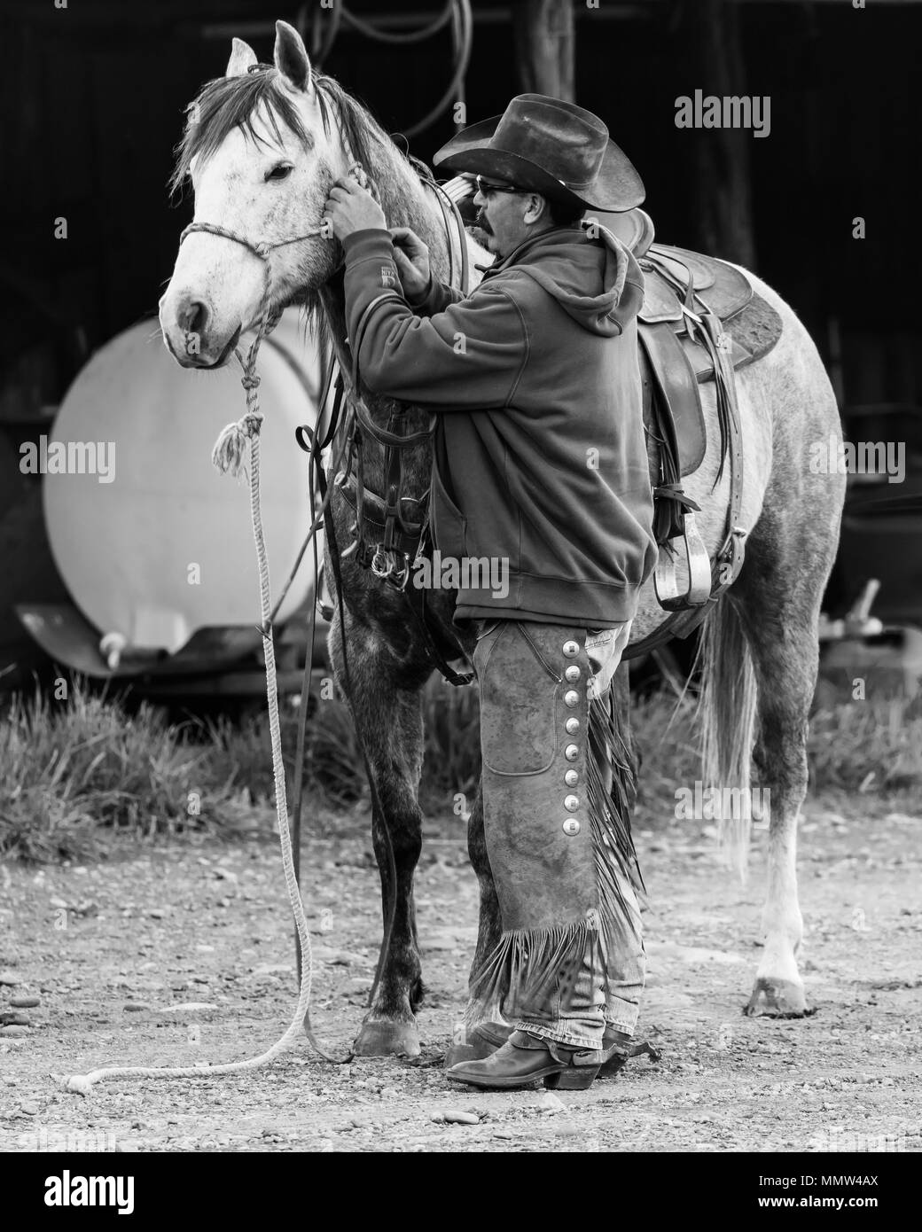 Saddles horse Black and White Stock Photos & Images Alamy