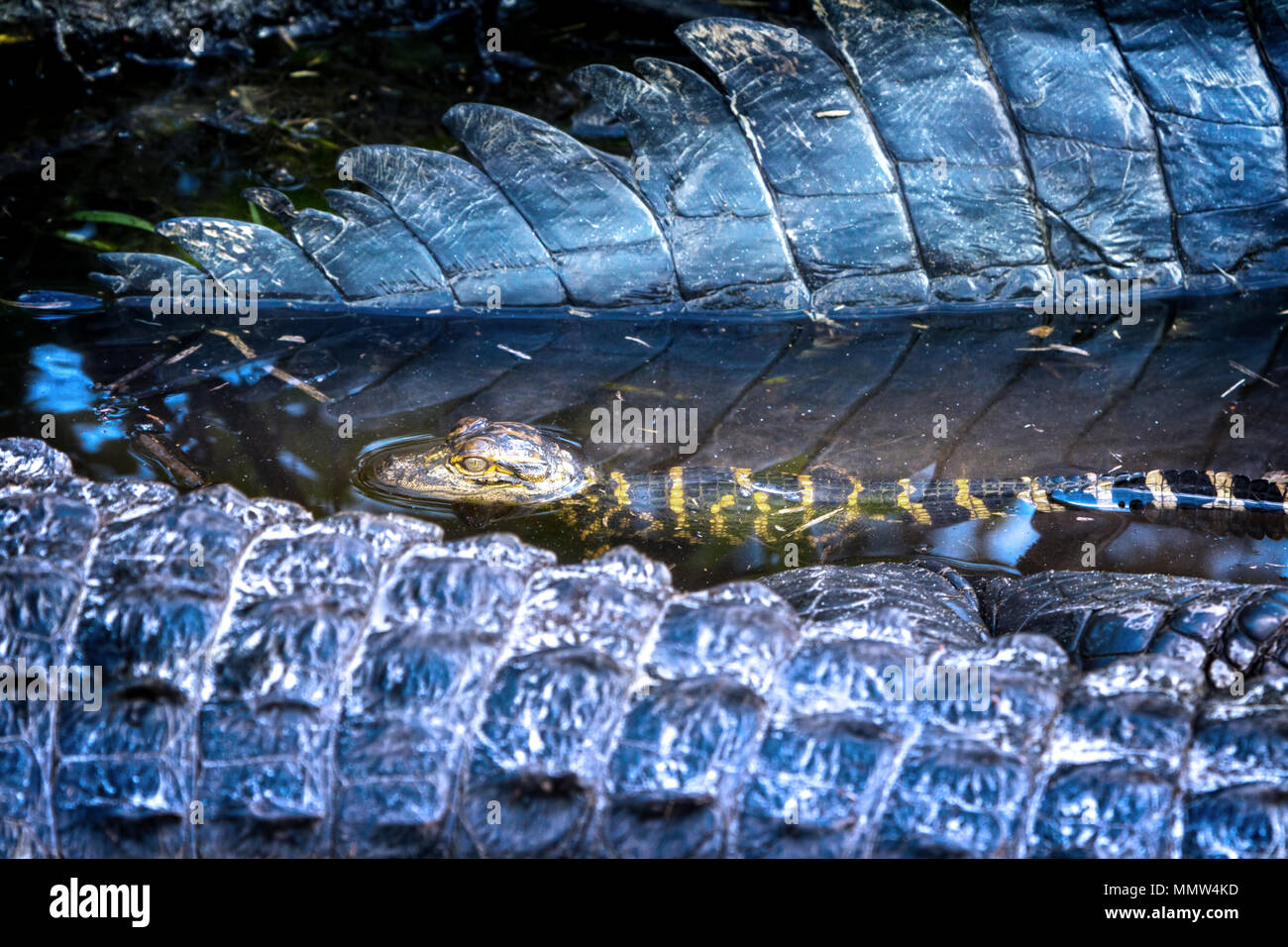 A baby alligator is safe and sound with it's mother in the Florida Everglades. Female alligators are very protective of their young for up to a year. Stock Photo