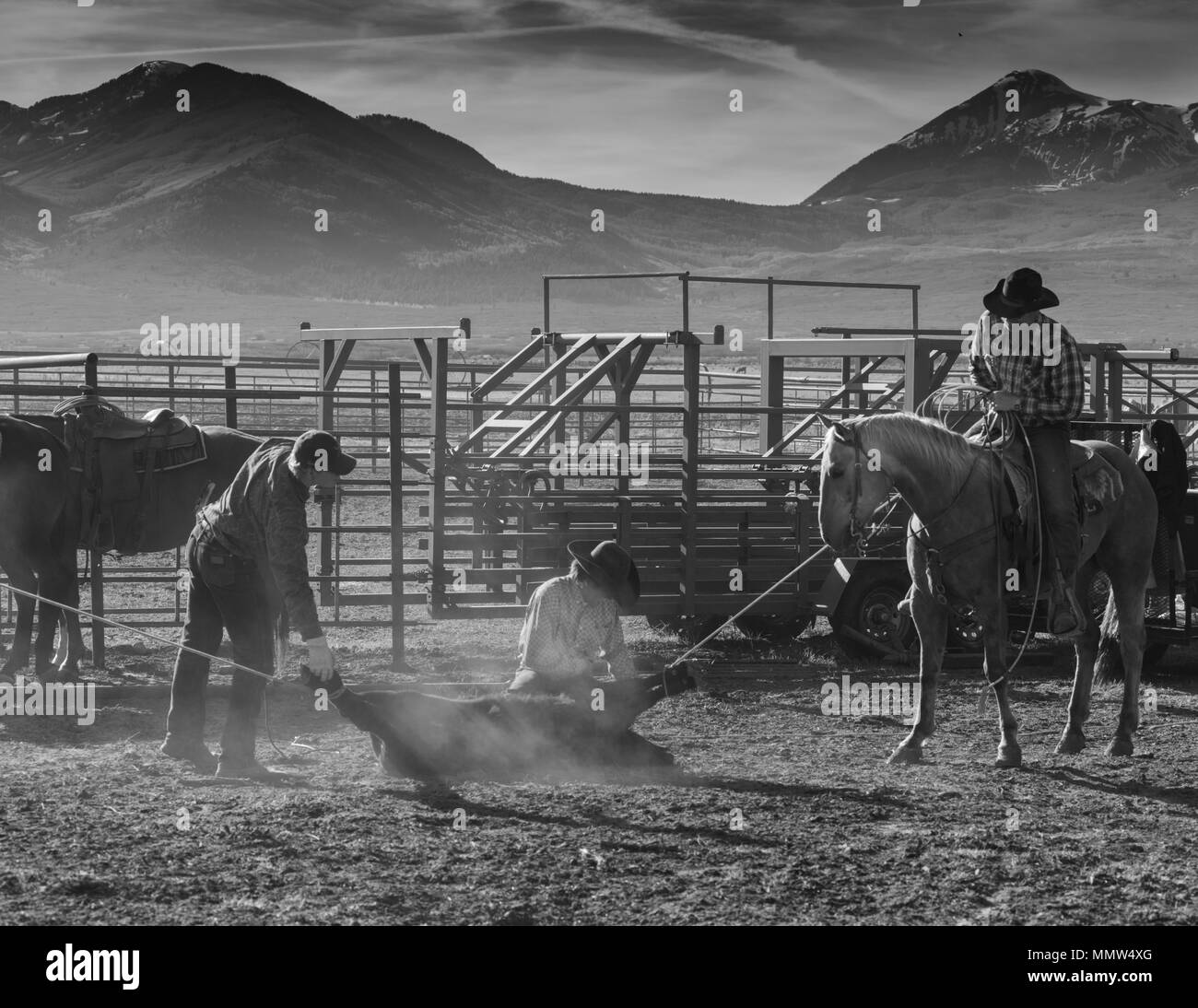 MAY 23, 2017 - LA SAL MOUNTAINS, UTAH -Cowboys brand Cattle near La Sal, Utah off Route 46 near Colorado-Utah border - near Manti-La Sal National Foest Stock Photo