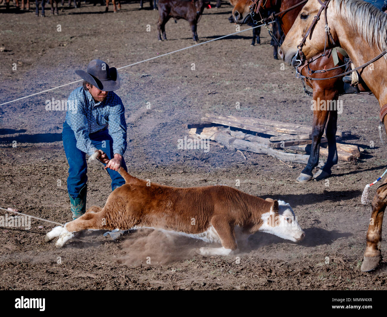 MAY 23, 2017 - LA SAL MOUNTAINS, UTAH -Cowboys brand Cattle near La Sal, Utah off Route 46 near Colorado-Utah border - near Manti-La Sal National Foest Stock Photo