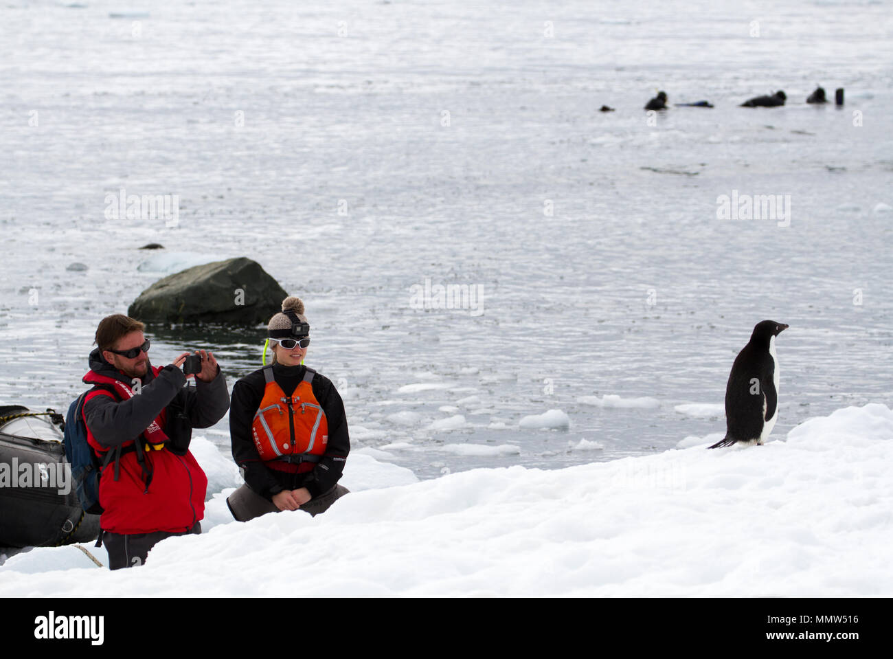 Mikkelsen Harbour, Antarctica - December 21, 2016: A man and a woman watching and taking a photograph of an Adelie Penguin (Pygoscelis adeliae) while  Stock Photo