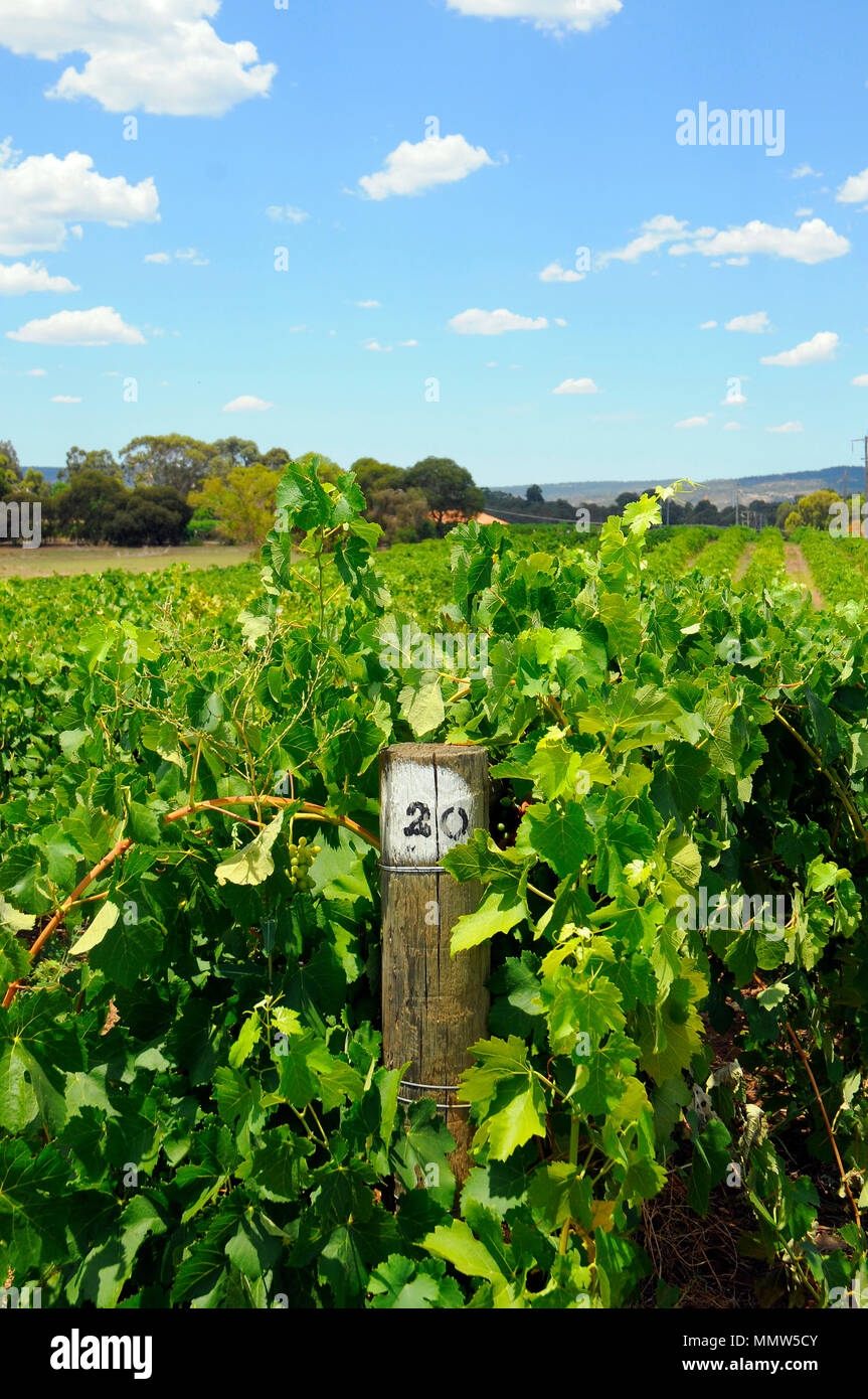 Perth, Western Australia, Swan Valley, Little River Winery Stock Photo