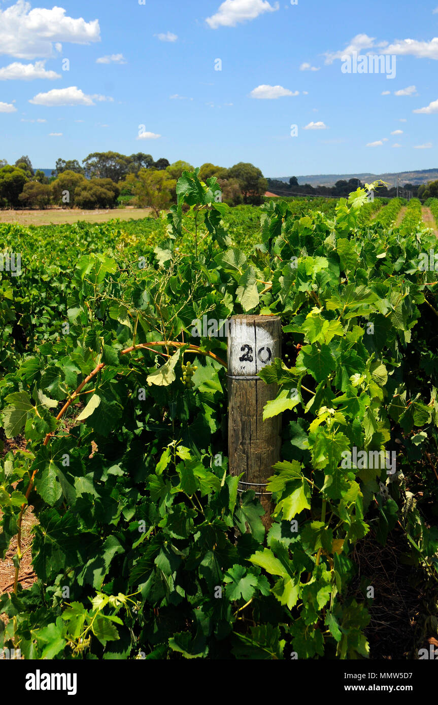 Perth, Western Australia, Swan Valley, Little River Winery Stock Photo