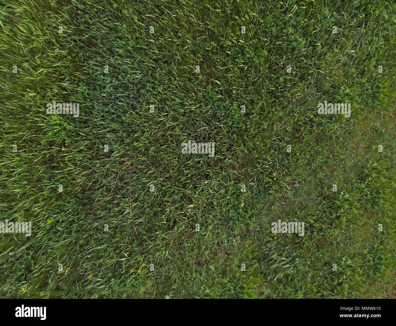 Texture of green spring grass - top view Stock Photo - Alamy