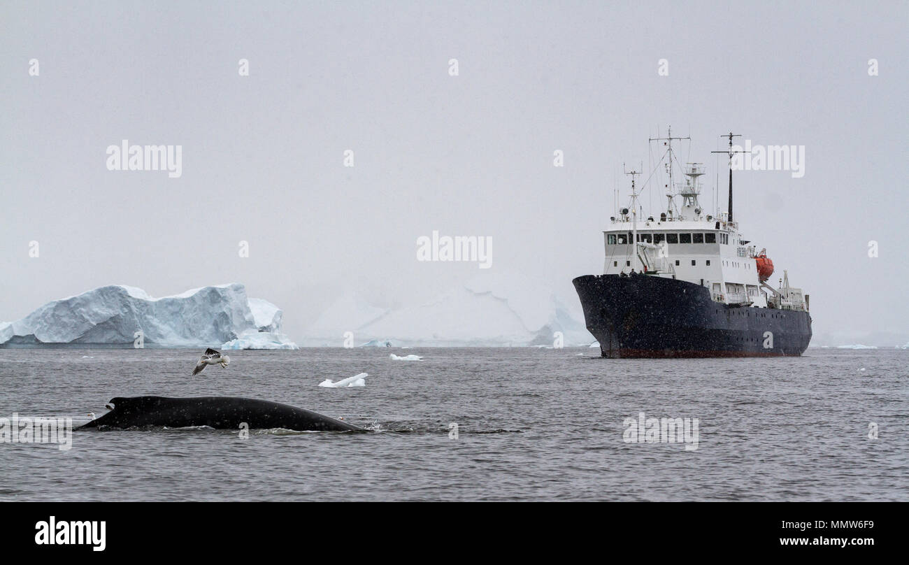 A humpback whale (Megaptera novaeangliae) surfacing in front of a tourist ship with Antarctic Gull and iceberg, Antarctica Stock Photo
