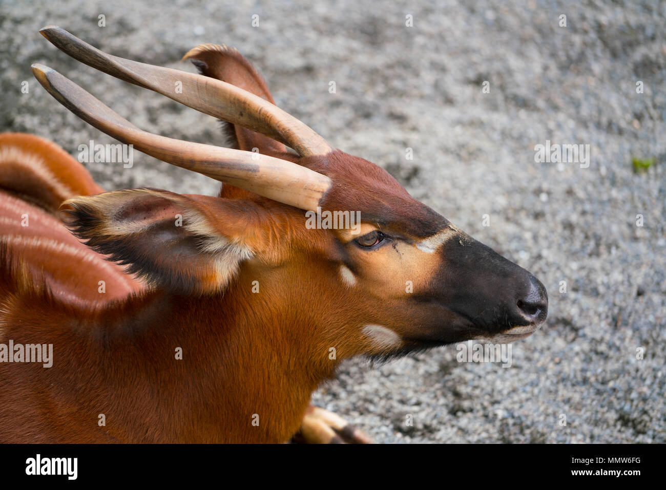 African bongo antelope tragelaphus eurycerus sitting on the ground close-up Stock Photo