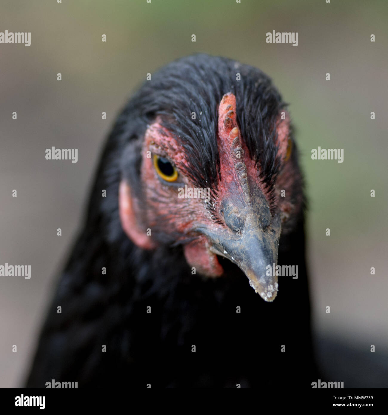 An Angry Duck head Stock Photo
