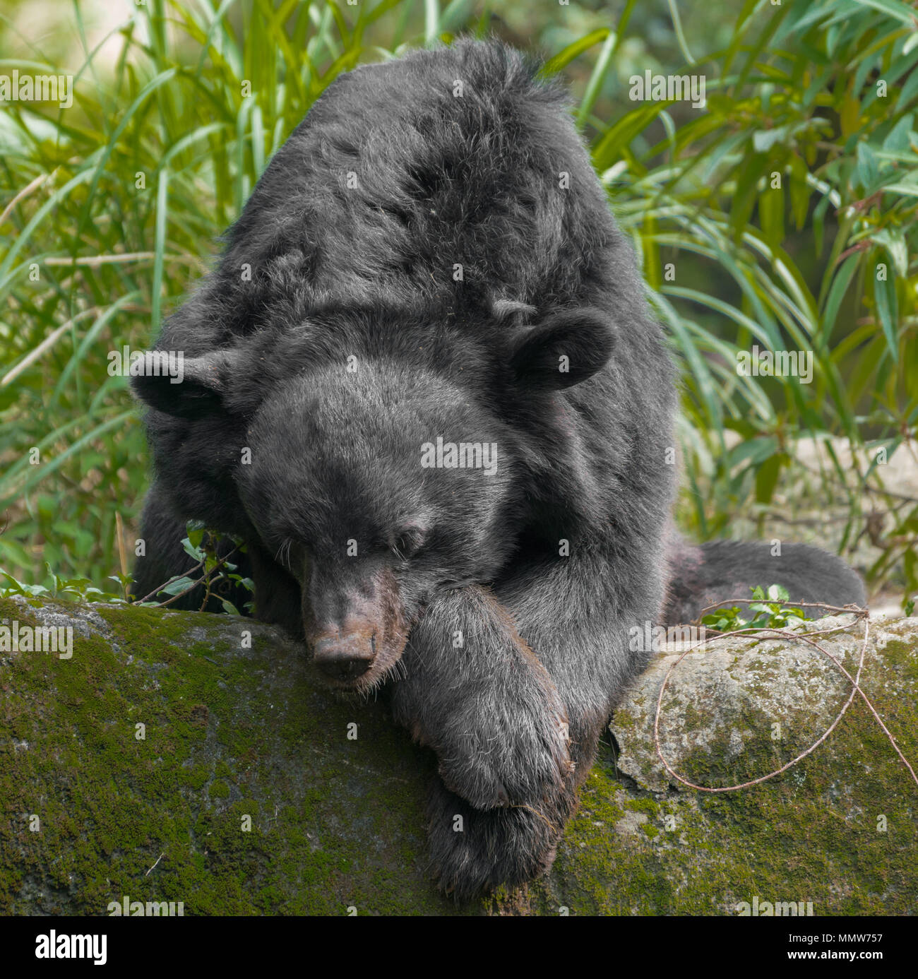 Asian moon black bear Ursus thibetanus resting Stock Photo