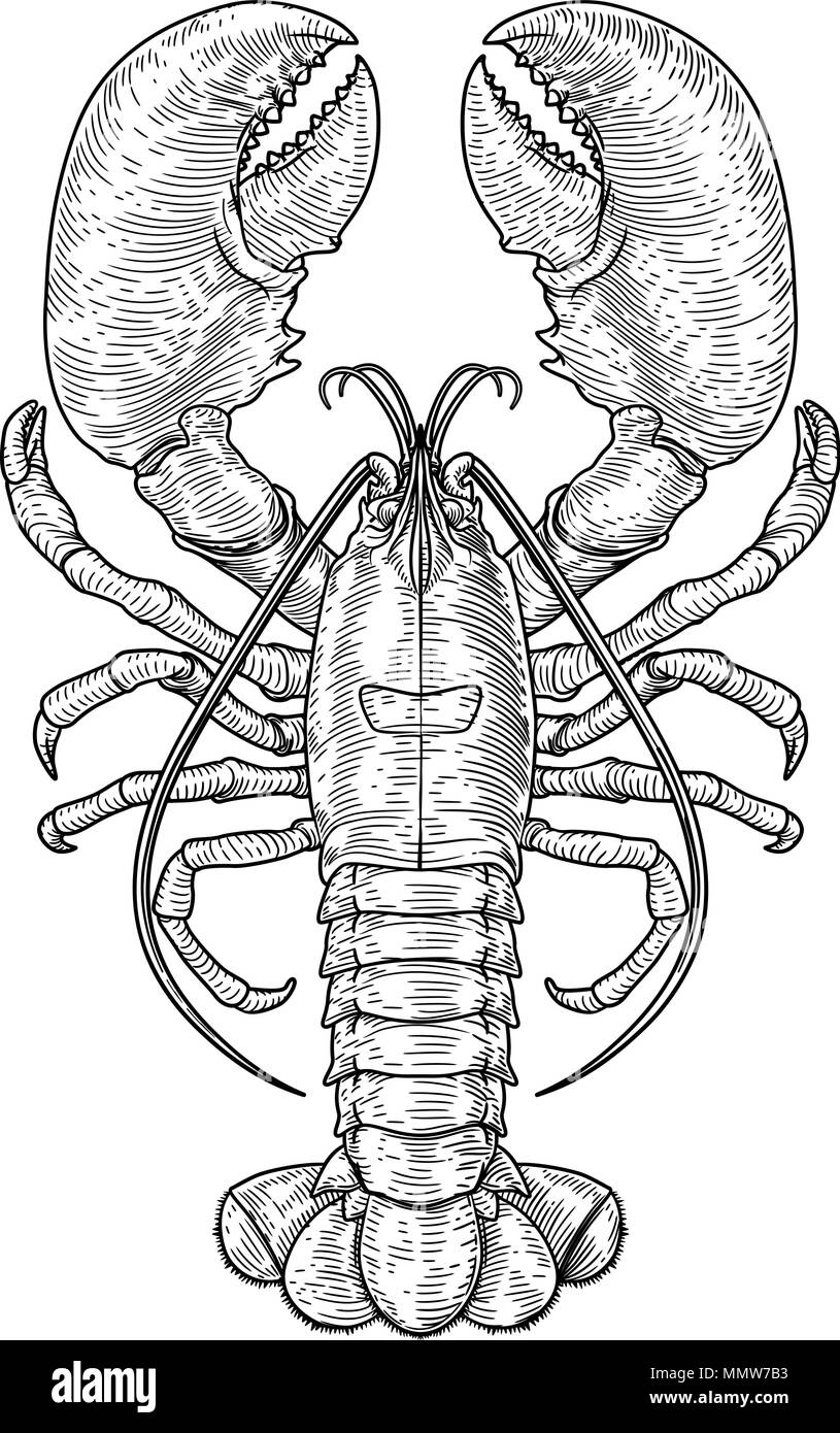 Lobster Claw Drawing