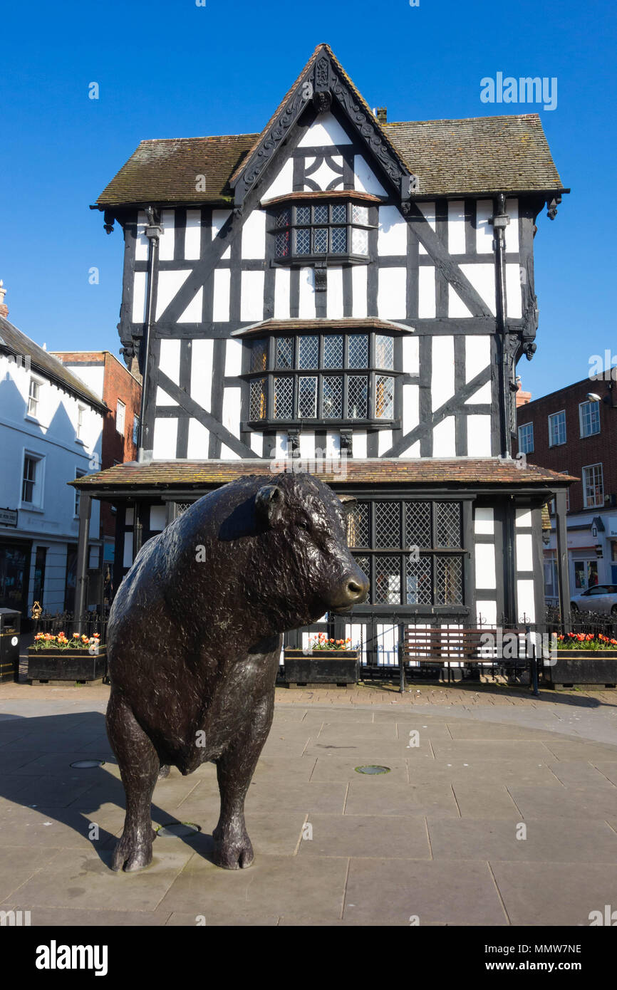 The Old black and white house Hereford built in 1621 standing proud adjacent to the towns world famous Hereford Bull Stock Photo