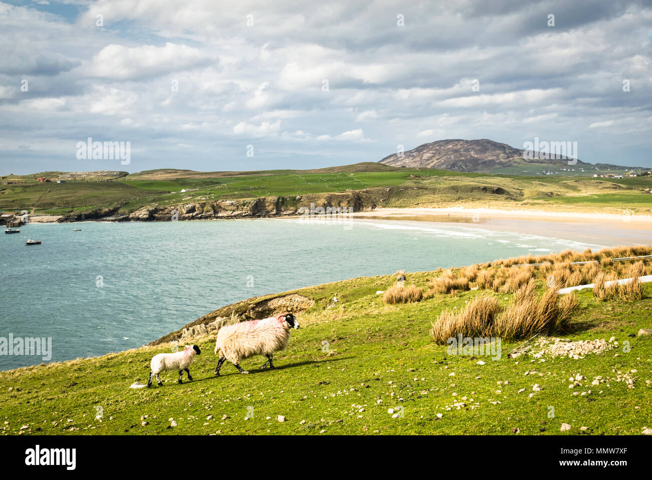 New born lamb and it mother in a field by the sea.  This photograph was taken in Donegal Ireland Stock Photo