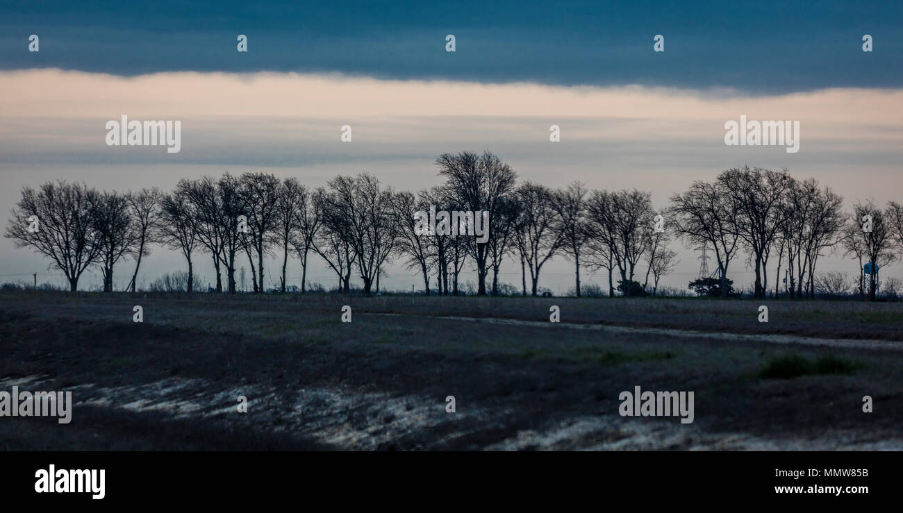 Line of windblocking trees in farm field, near Waco Texas Stock Photo