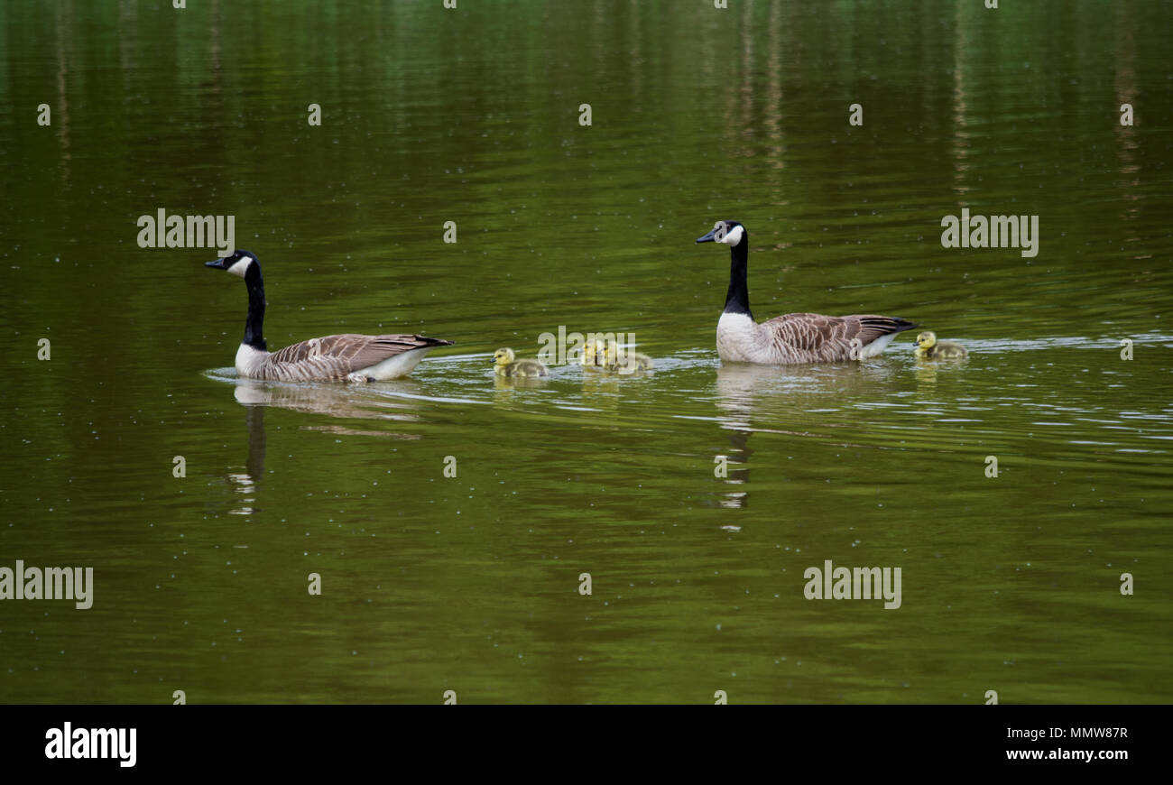 A goose family on the water with the parents herding the goslings Stock Photo