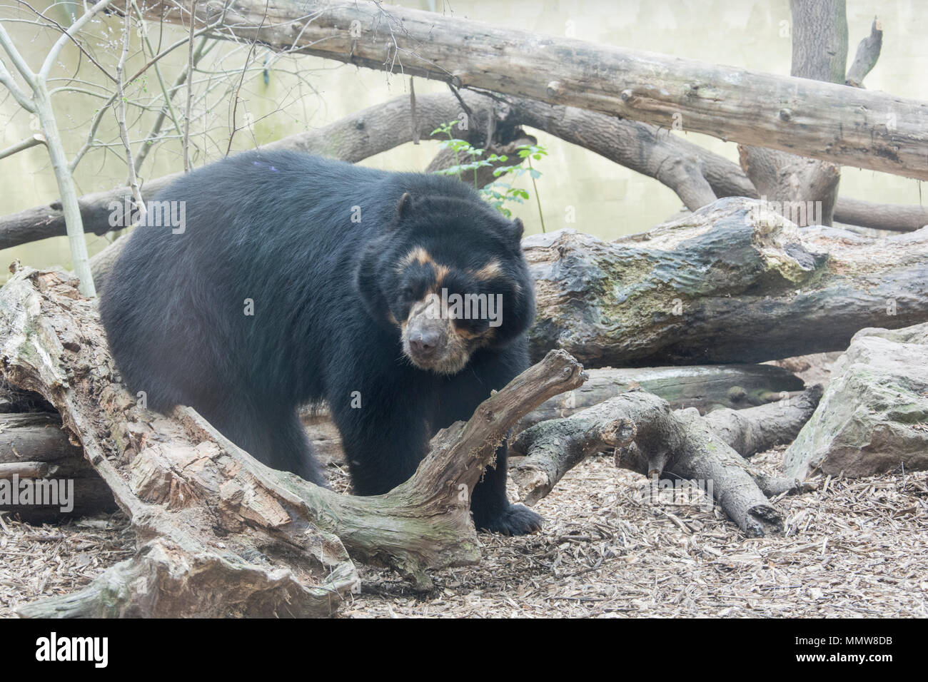 chester zoo conservation programmes