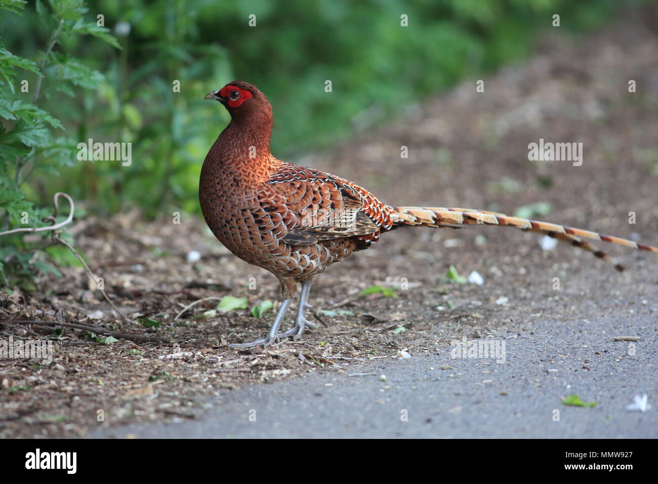 Copper Pheasant (Syrmaticus soemmerringii scintillans) male in Japan Stock Photo