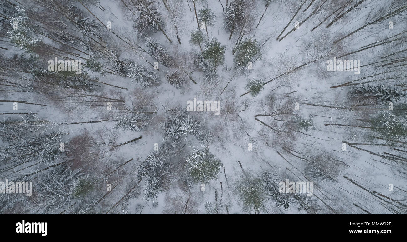 aerial top view of pine forest on a winter day, wide photo Stock Photo ...