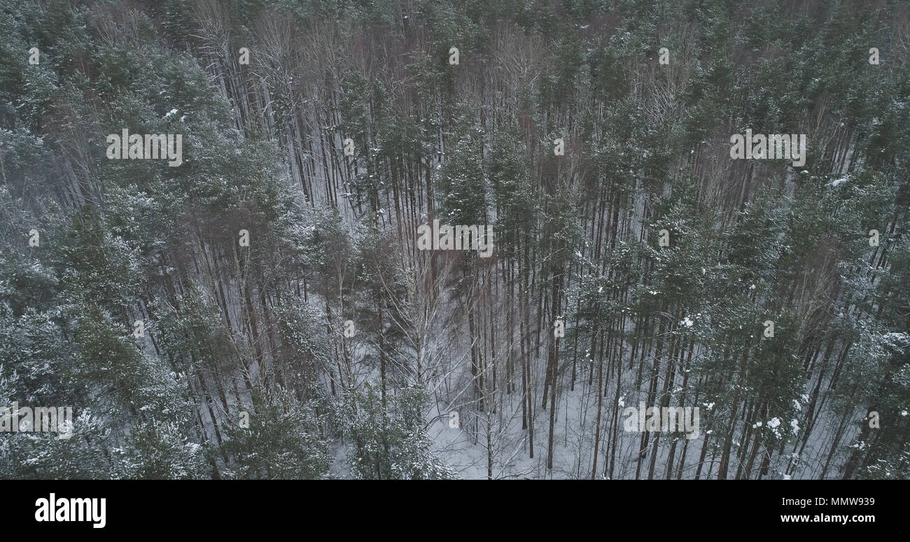 aerial view of pine forest on a winter day, wide photo Stock Photo - Alamy
