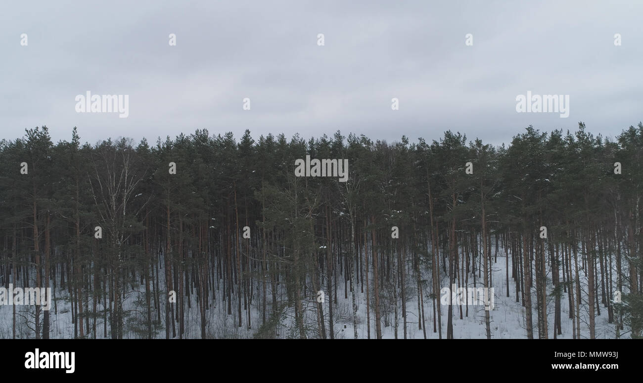 aerial view of pine forest on a winter day, wide photo Stock Photo - Alamy