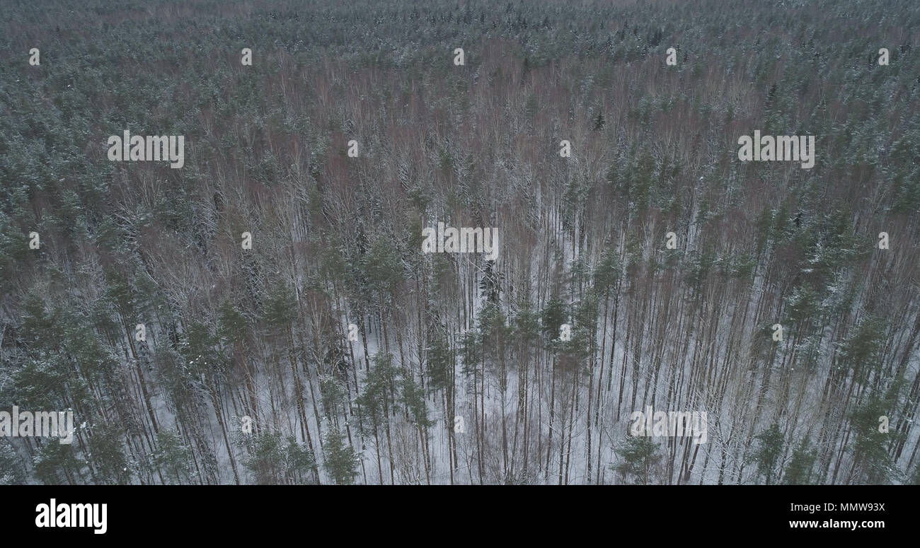 aerial view of pine forest on a winter day, wide photo Stock Photo - Alamy