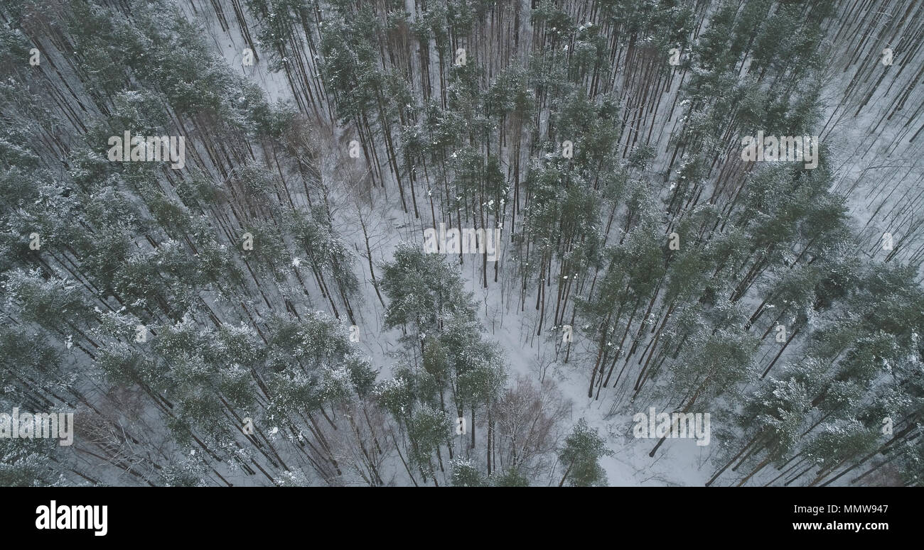 aerial view of pine forest on a winter day, wide photo Stock Photo - Alamy