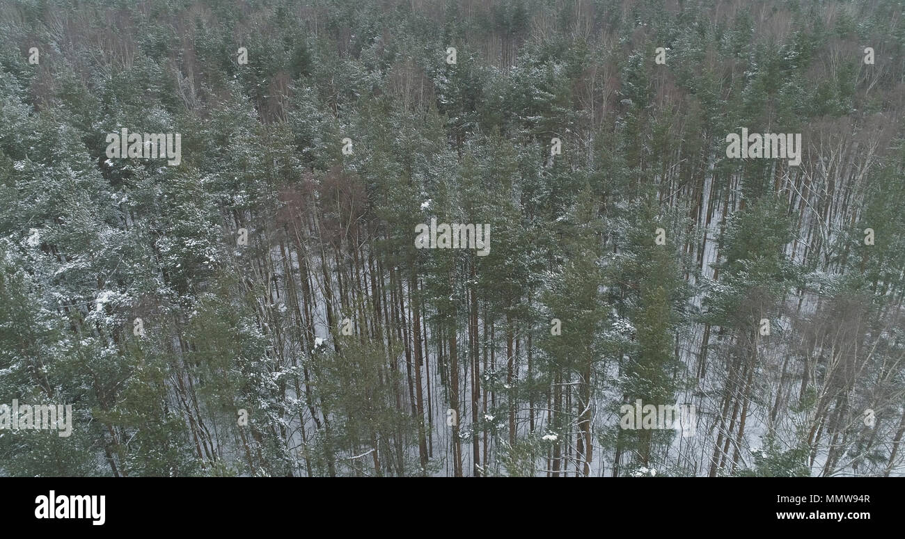 aerial view of pine forest on a winter day, wide photo Stock Photo - Alamy